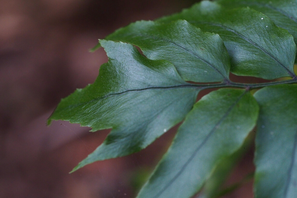 Holly Fern's dark green leaves
