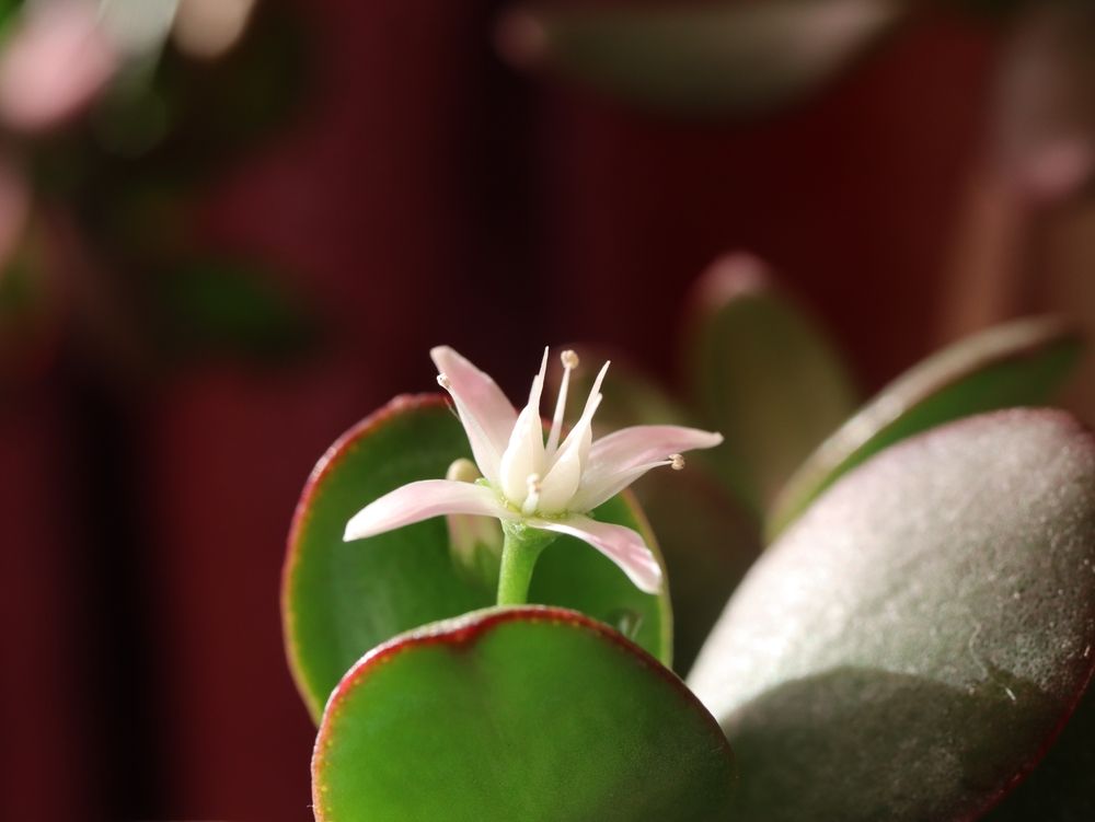 Do Jade Plants Bloom?