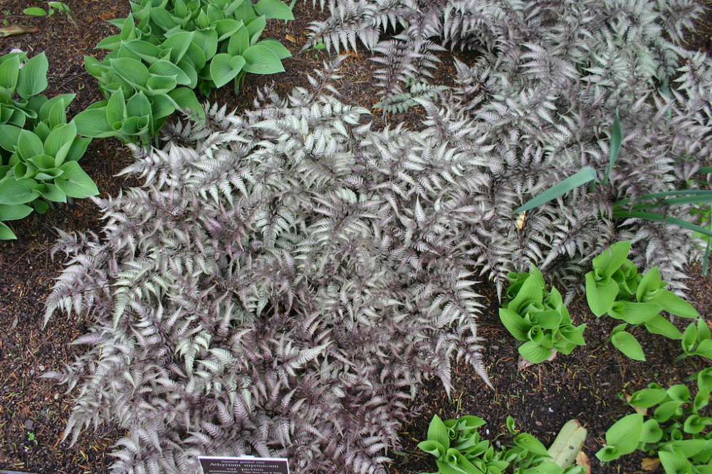 Japanese Painted Fern outdoors