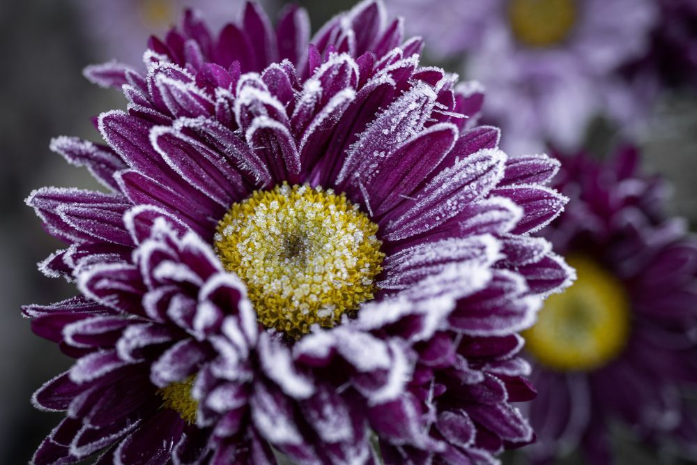 Purple flower with frost on the petals