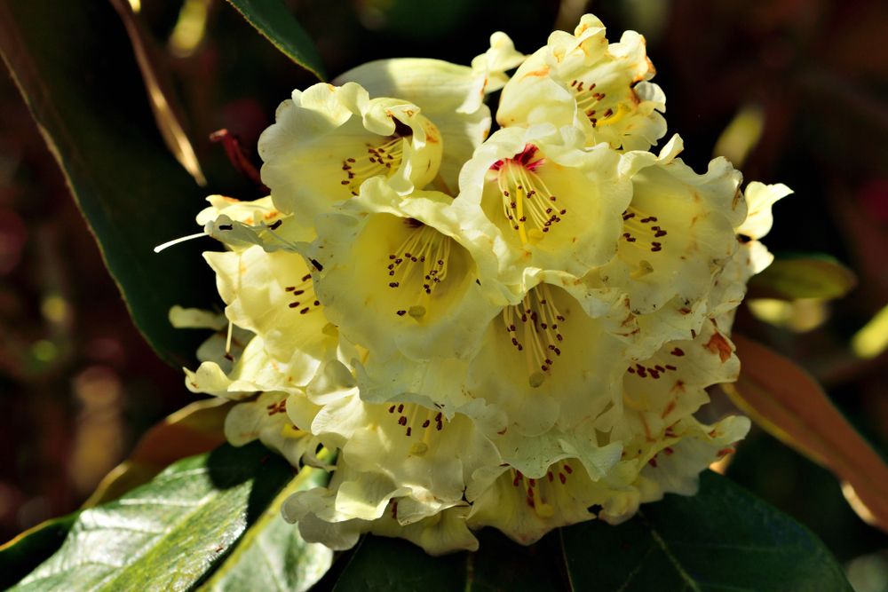 McCabe rhododendron