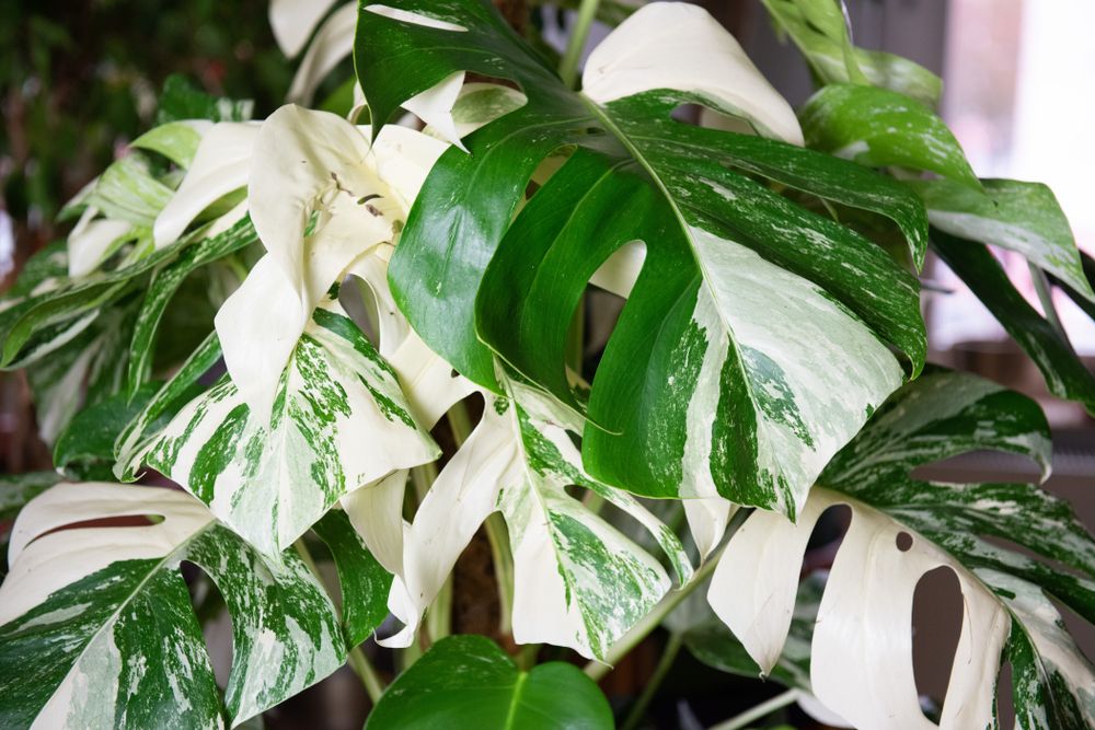 5 of the Most Beautiful Variegated Houseplants