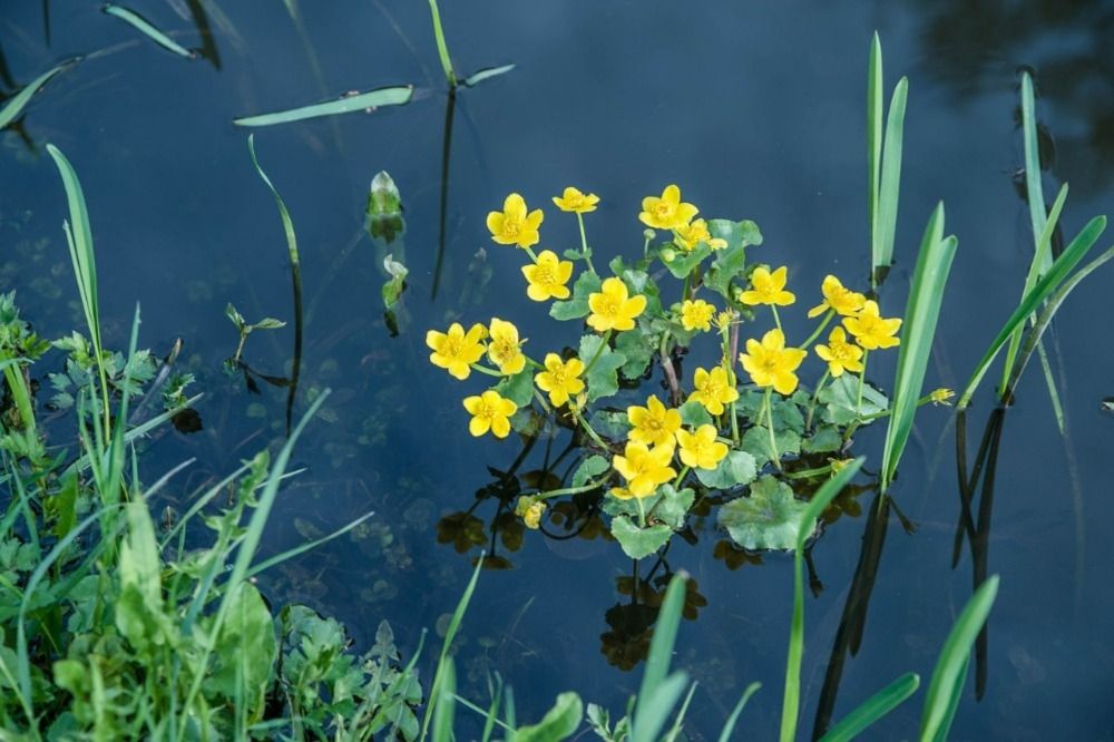 Marsh Marigold in a Pond
