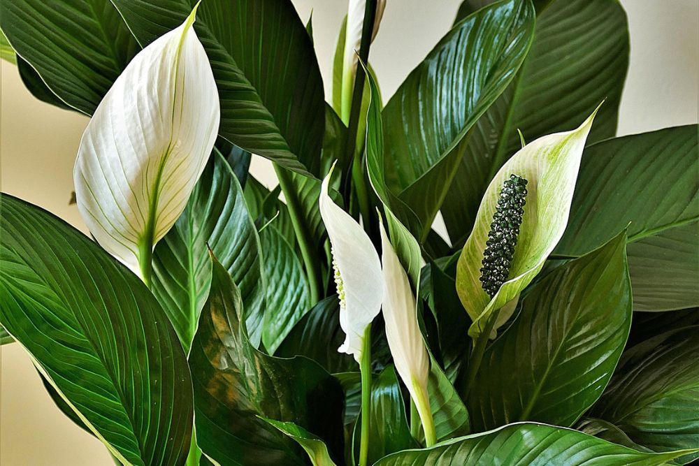 Peace lily blooming close up