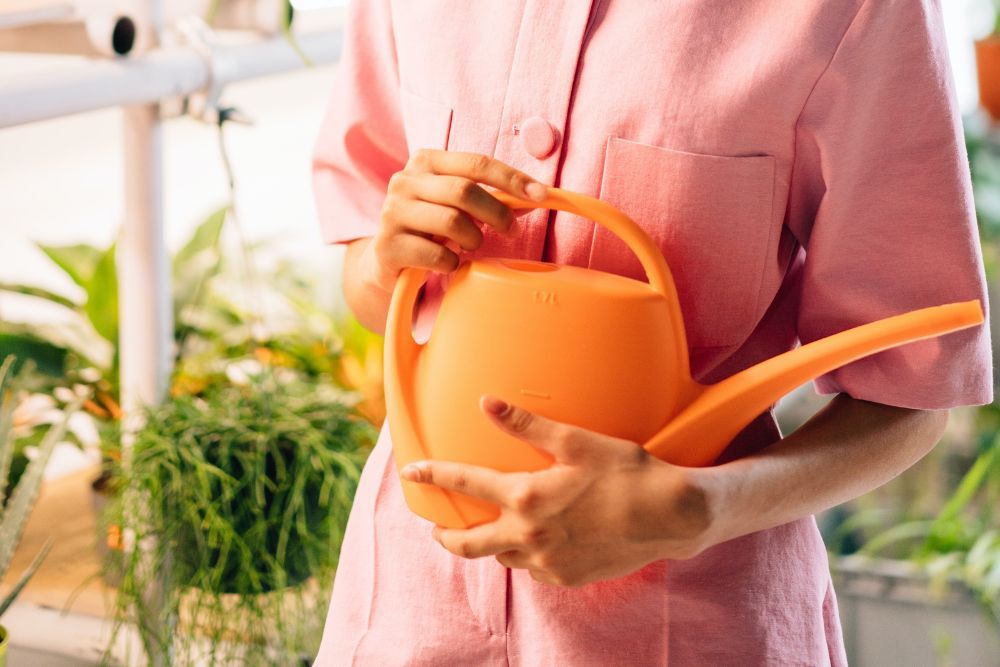 person holding a watering can near plants