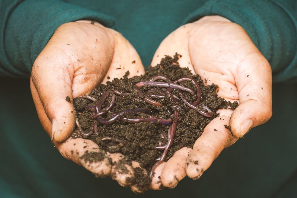 Person holding earthworms in soil