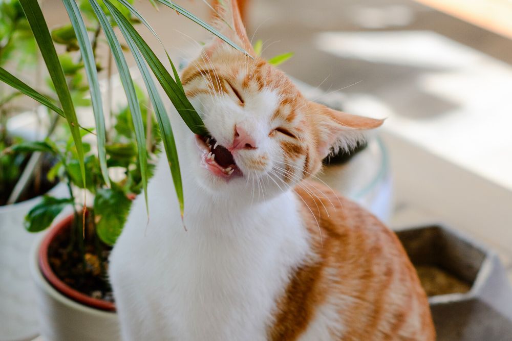 Cat chewing houseplant