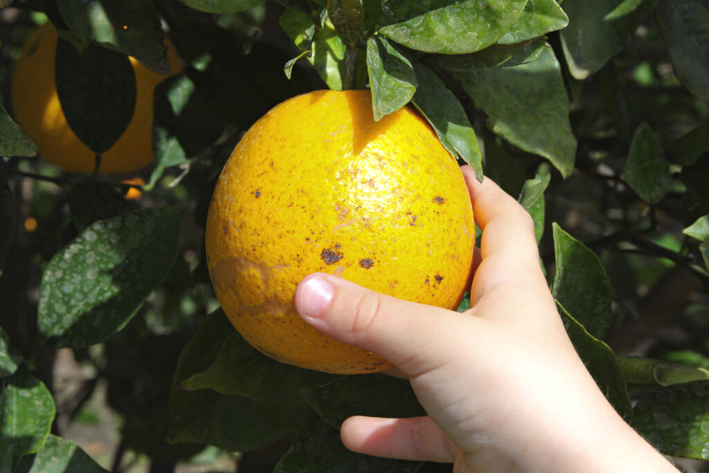 Hand Picking Orange Fruit off Citrus Tree.