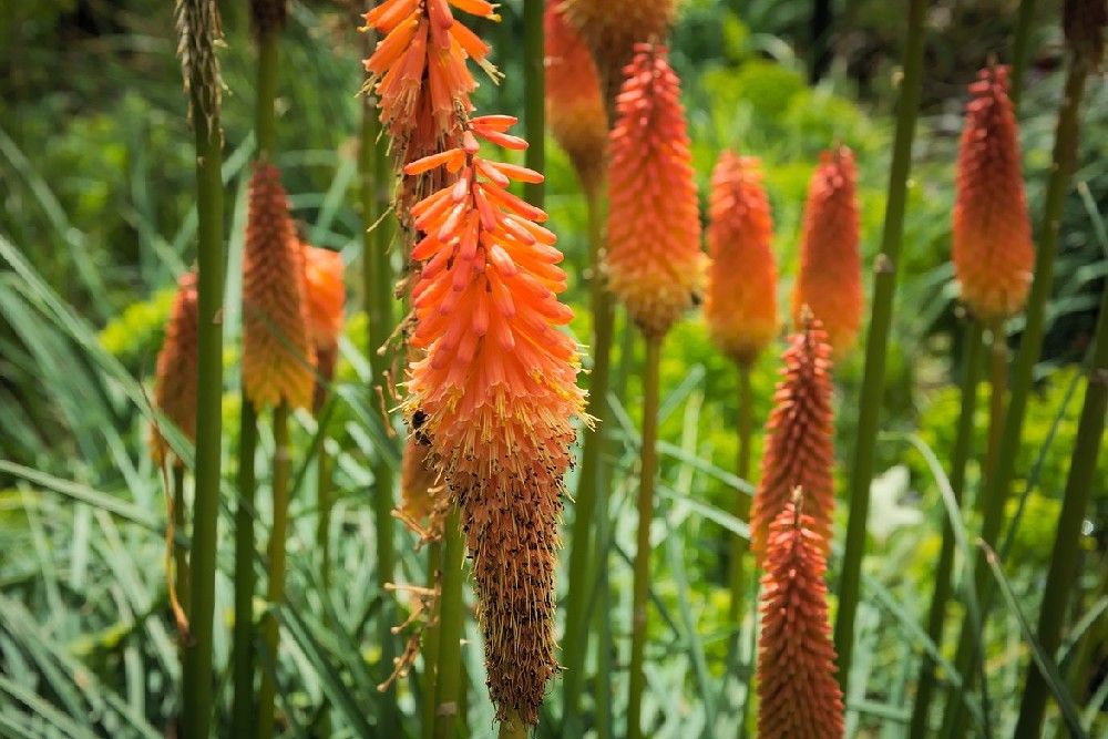 orange color tall plant