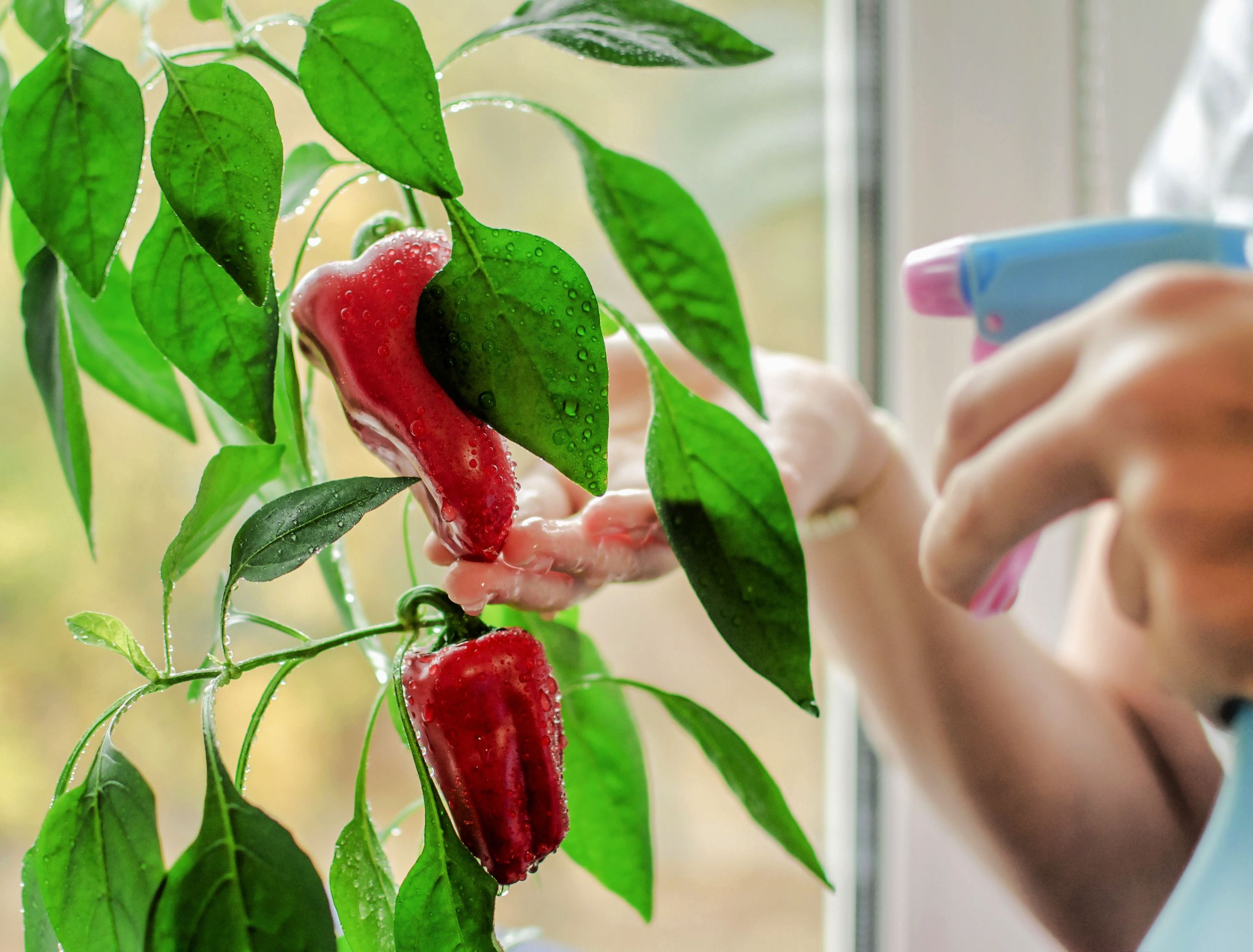 womans hands spraying of red bell pepper. Container grown vegetables. Home gardening. Peppers growing in a pot on a windowsill. City farming Concept. Taking care of home plants. Balcony vegetables