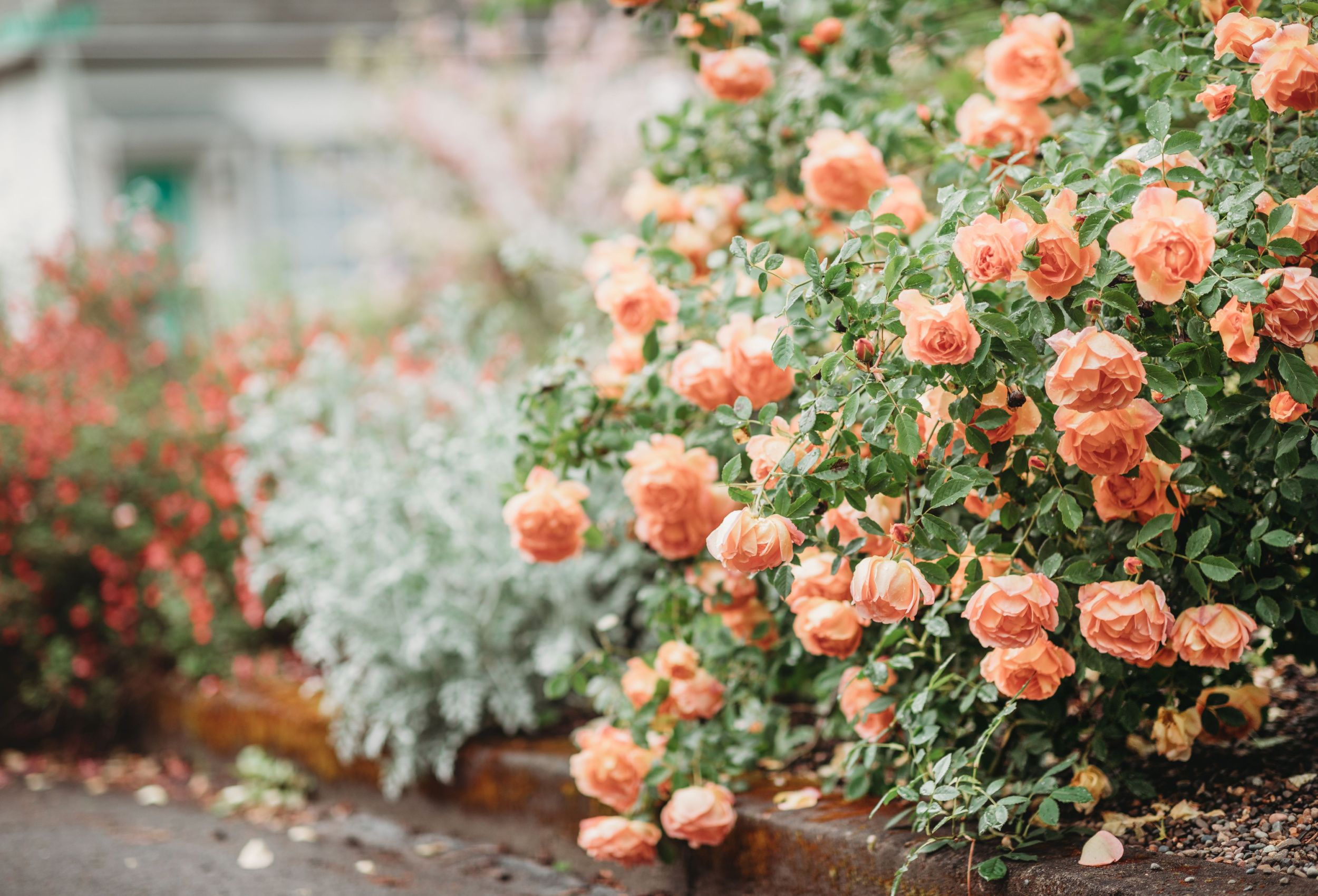 Delicate peach roses in a full bloom in the garden.