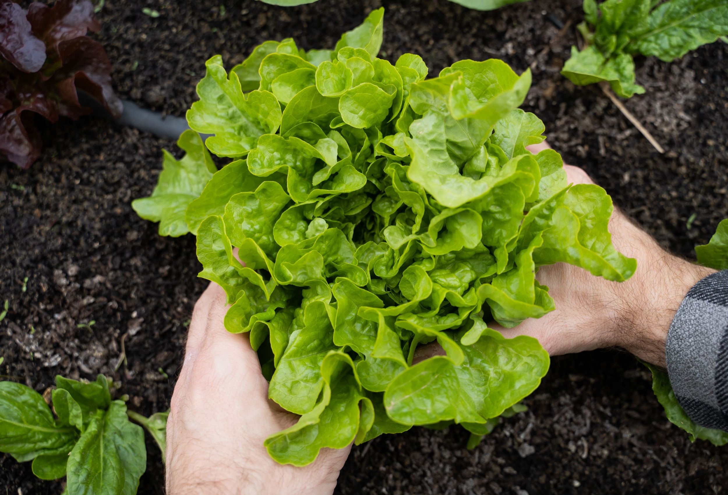 6 Tips For Growing Your Own Lettuce