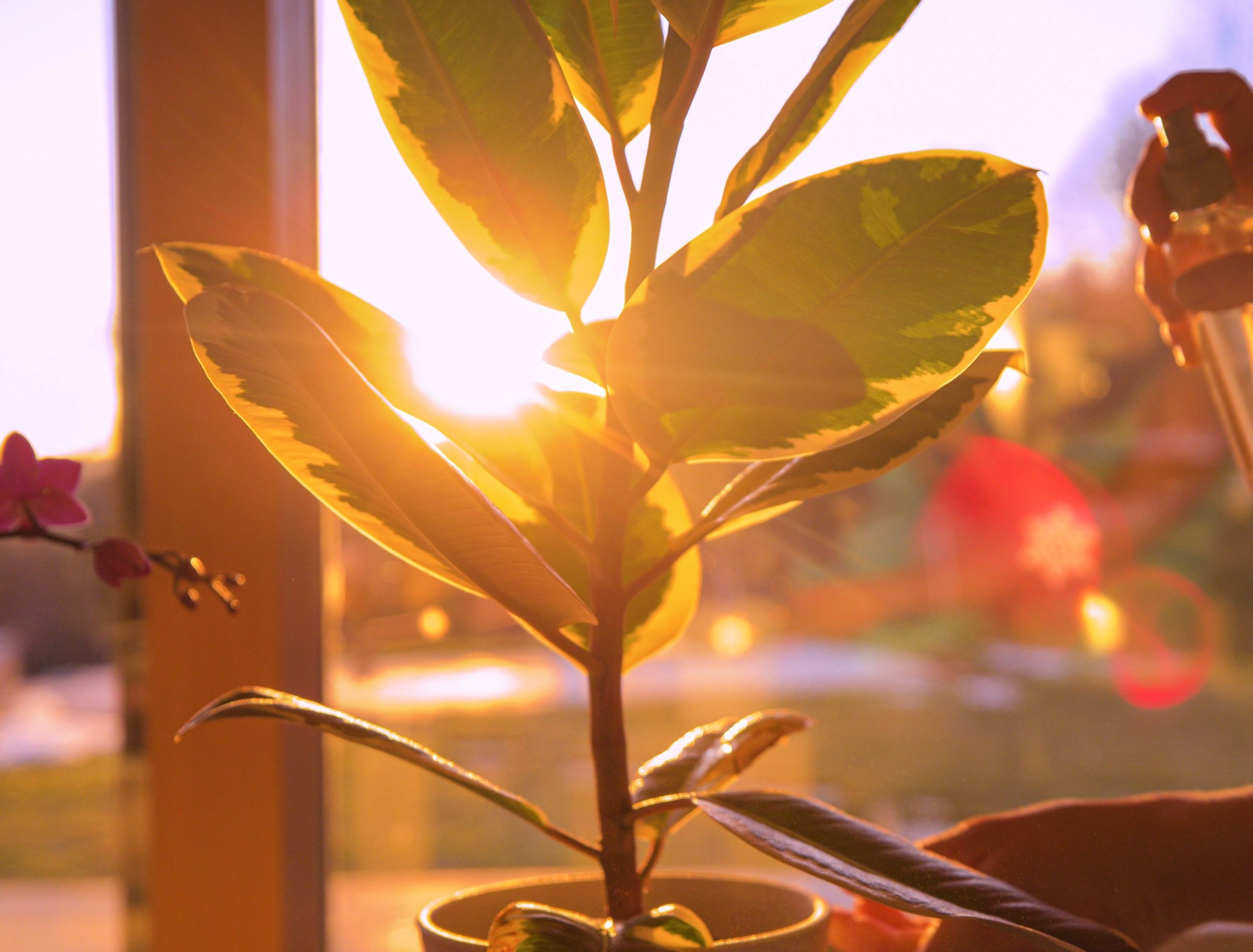 CLOSE UP: Female hand spraying leaves of ficus elastica backlit with golden light. Spray shine from a spray bottle while refreshing leaves of domestic plant. Indoor gardening in beautiful light.