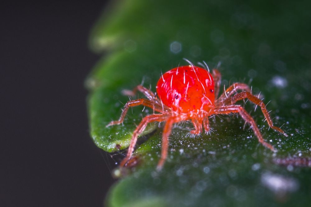 red Spider Mite on leaf close up