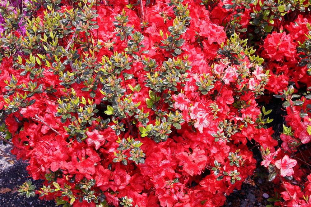 Stewartstonian Azalea red flowers