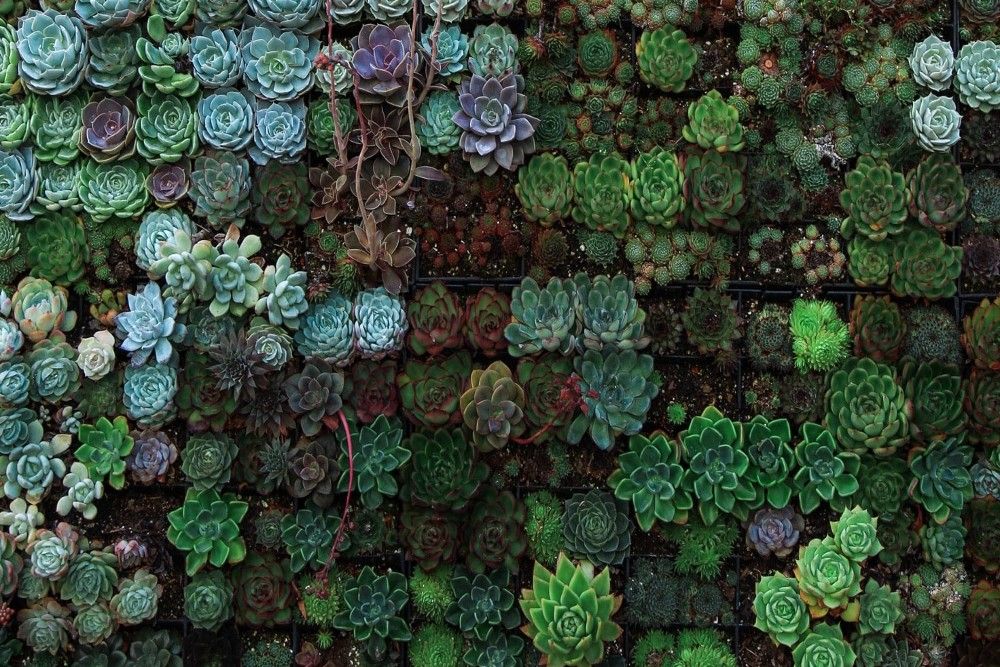 Living Wall of Succulents