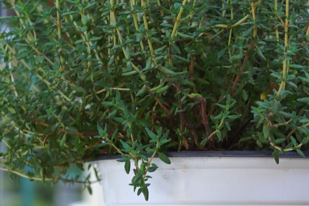 Thyme close up in a hanging pot
