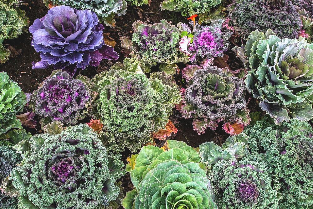 Types of Kale in a Garden