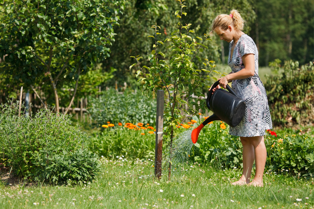 woman watering a tree