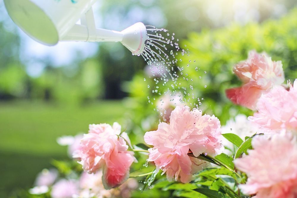 Watering Can in Flower Garden