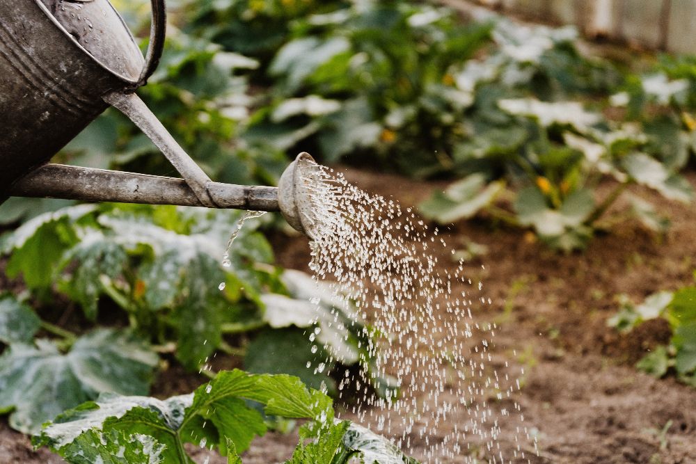 9 Tips for Growing Zucchini in Pots