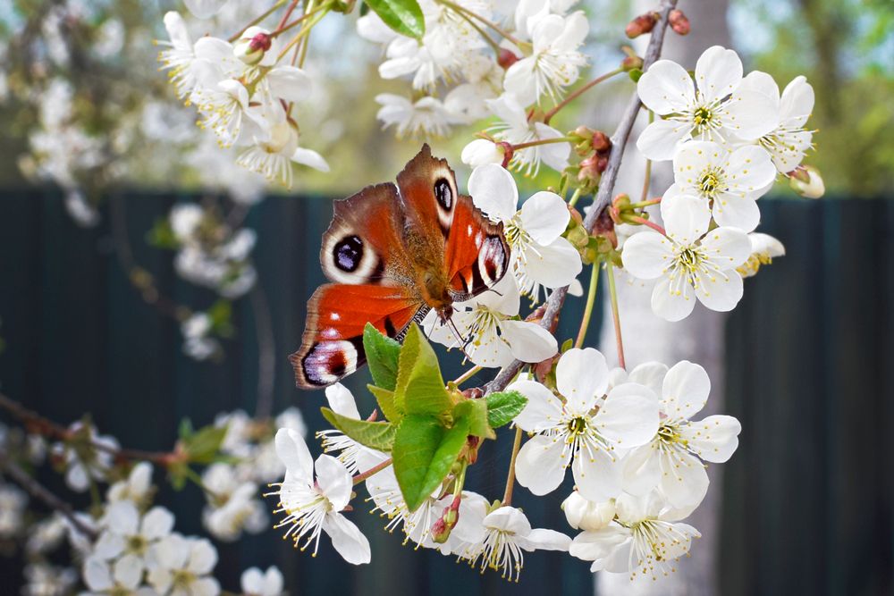 Wild Cherry Tree with Butterfly 