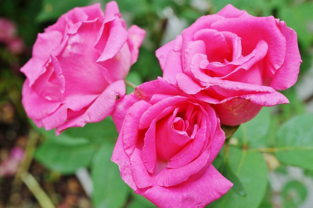 7 Thornless Roses to Grow in Your Garden