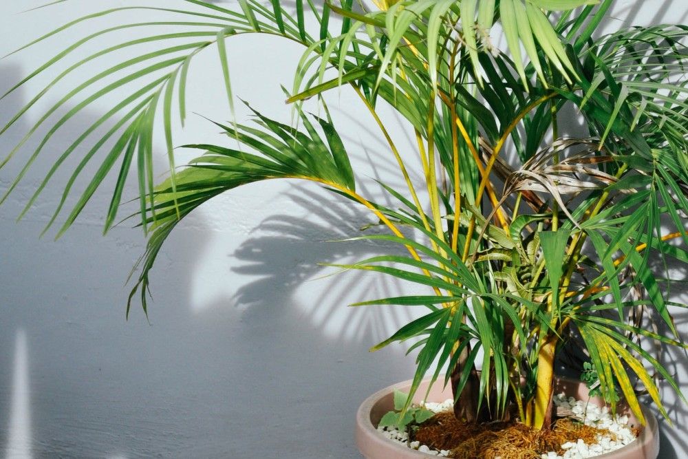 Areca Palms houseplants