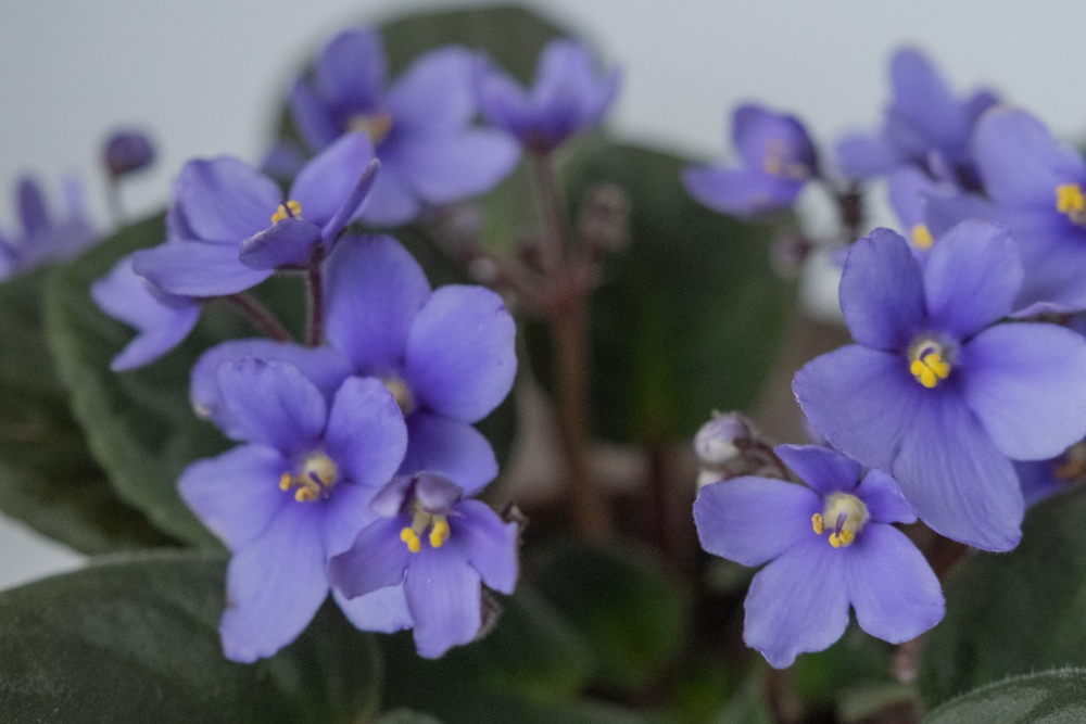 Close p of African violets with a white background