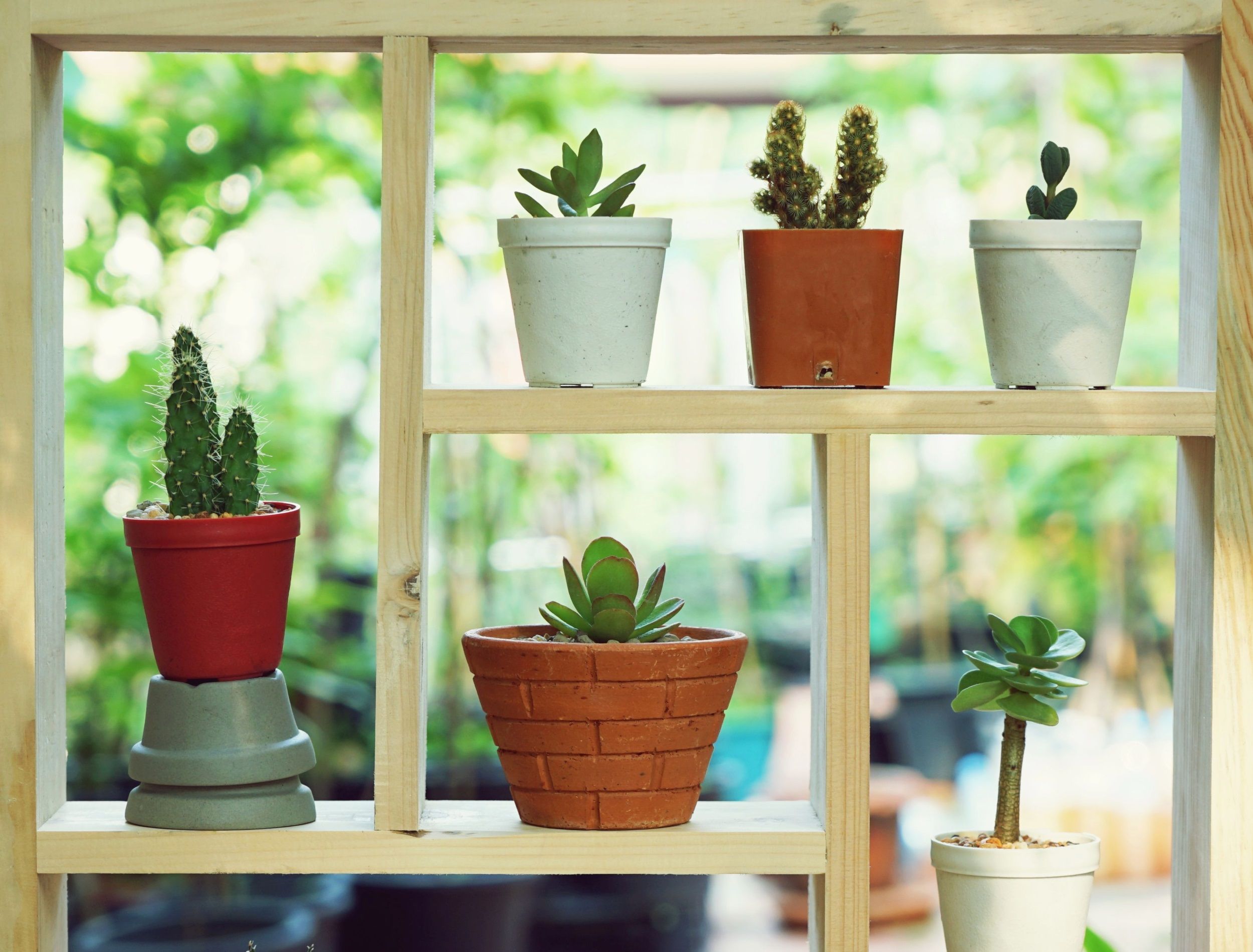 Succulent pot plants window decoration with 1:1 frame ratio