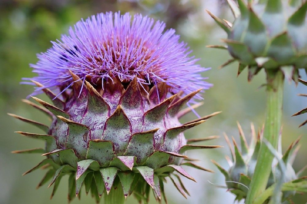 pink cardoon with spikes