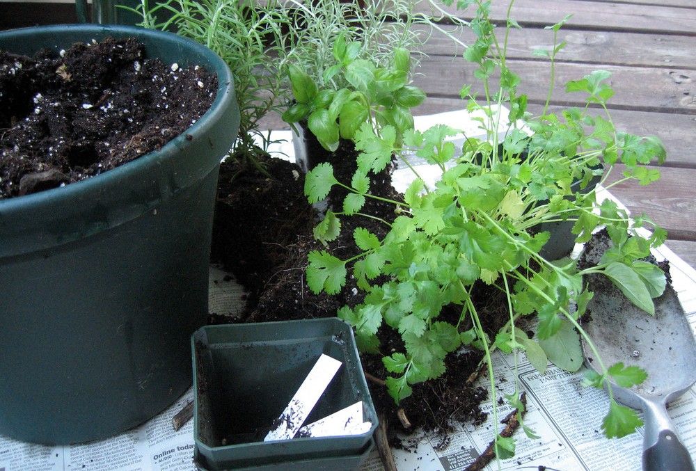 planting cilantro in a pot