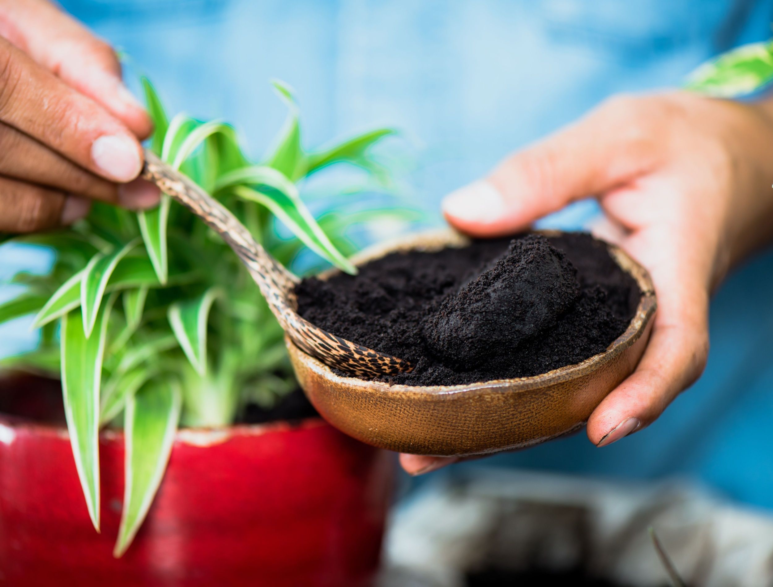 Recycle used coffee grounds, using used coffee grounds as fertilizer.