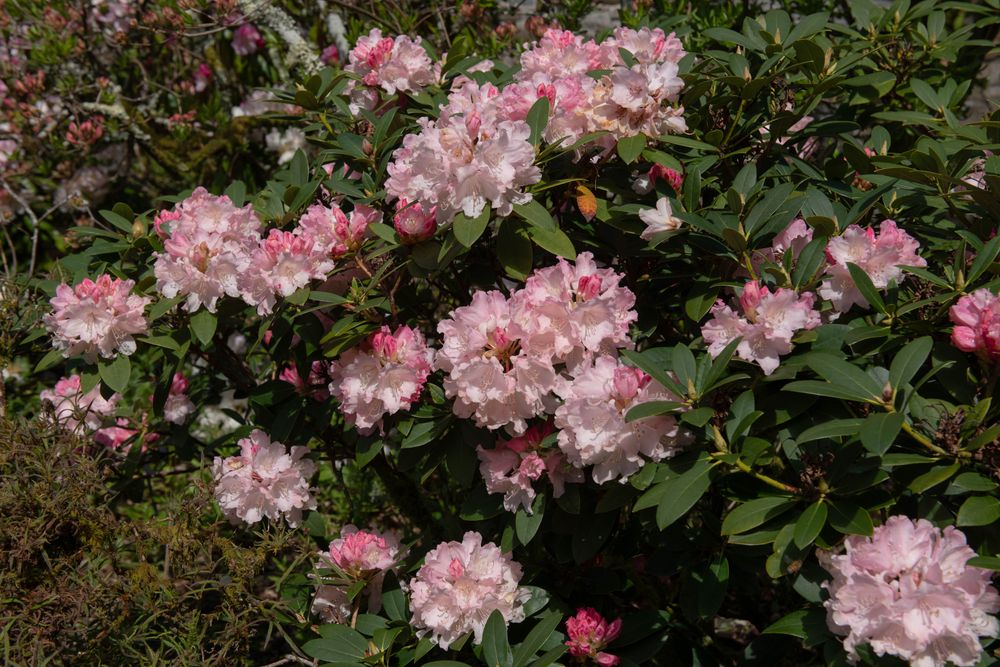 dreamland rhododendron