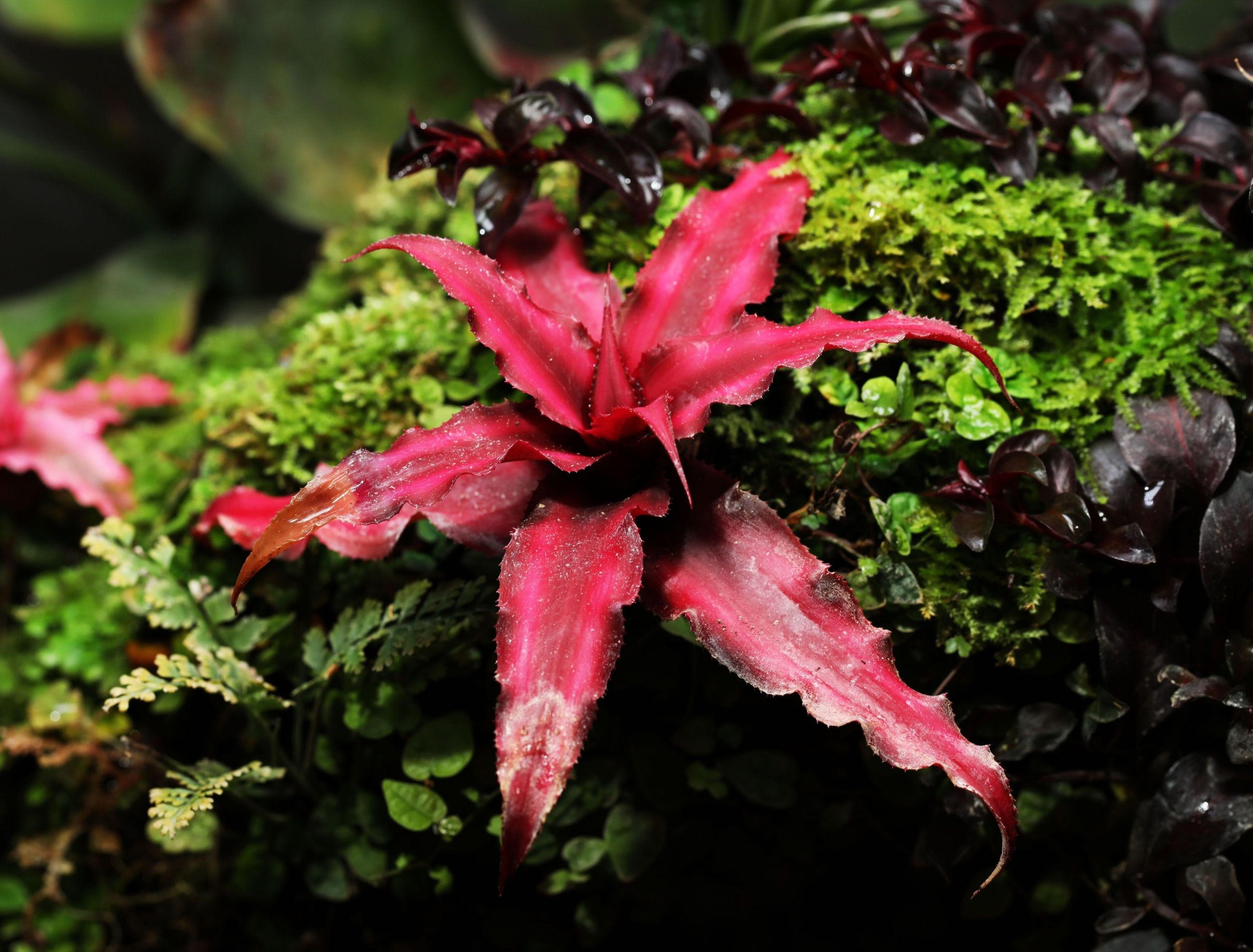 Red Earth star Cryptanthus bromeliad growing in terrarium tank