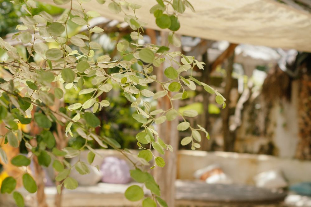 9 Tips for Caring for Your Eucalyptus Plant