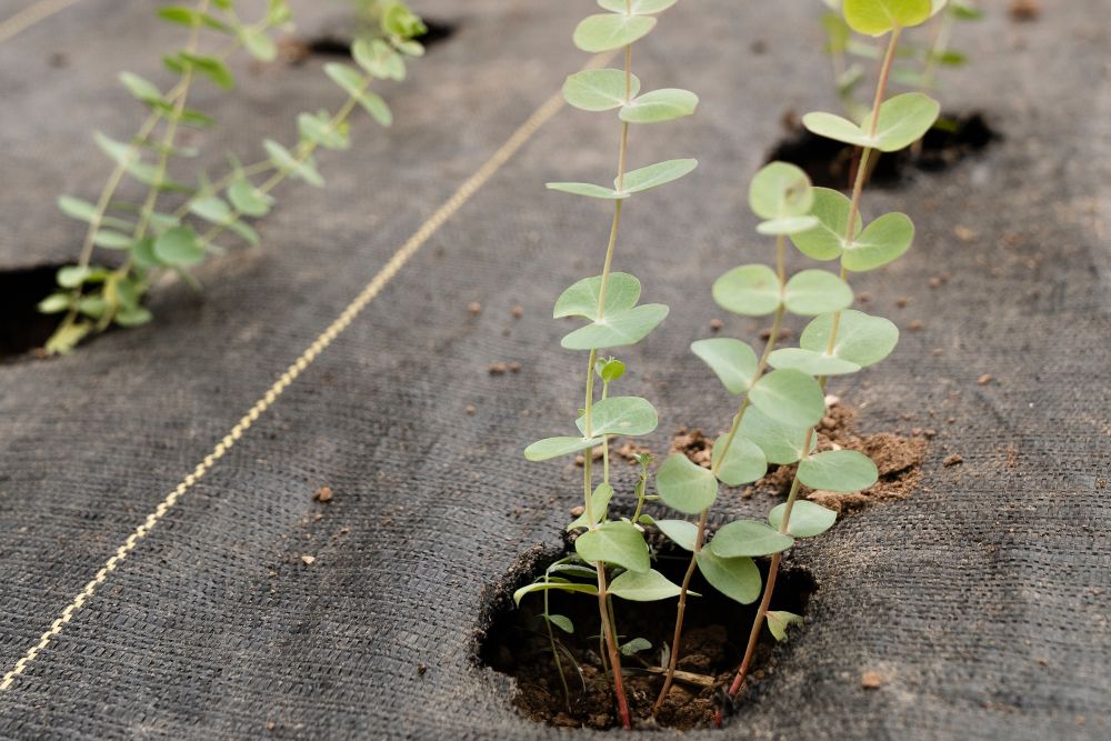 9 Tips for Caring for Your Eucalyptus Plant