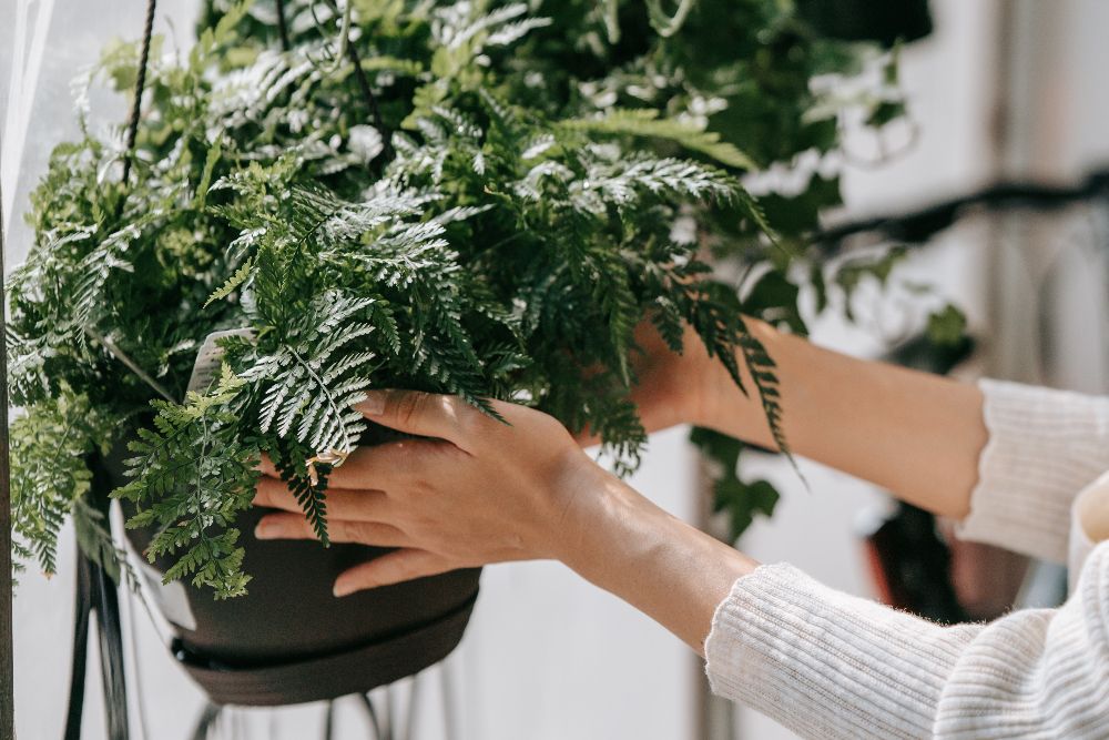 How To Grow and Care For An Asparagus Fern