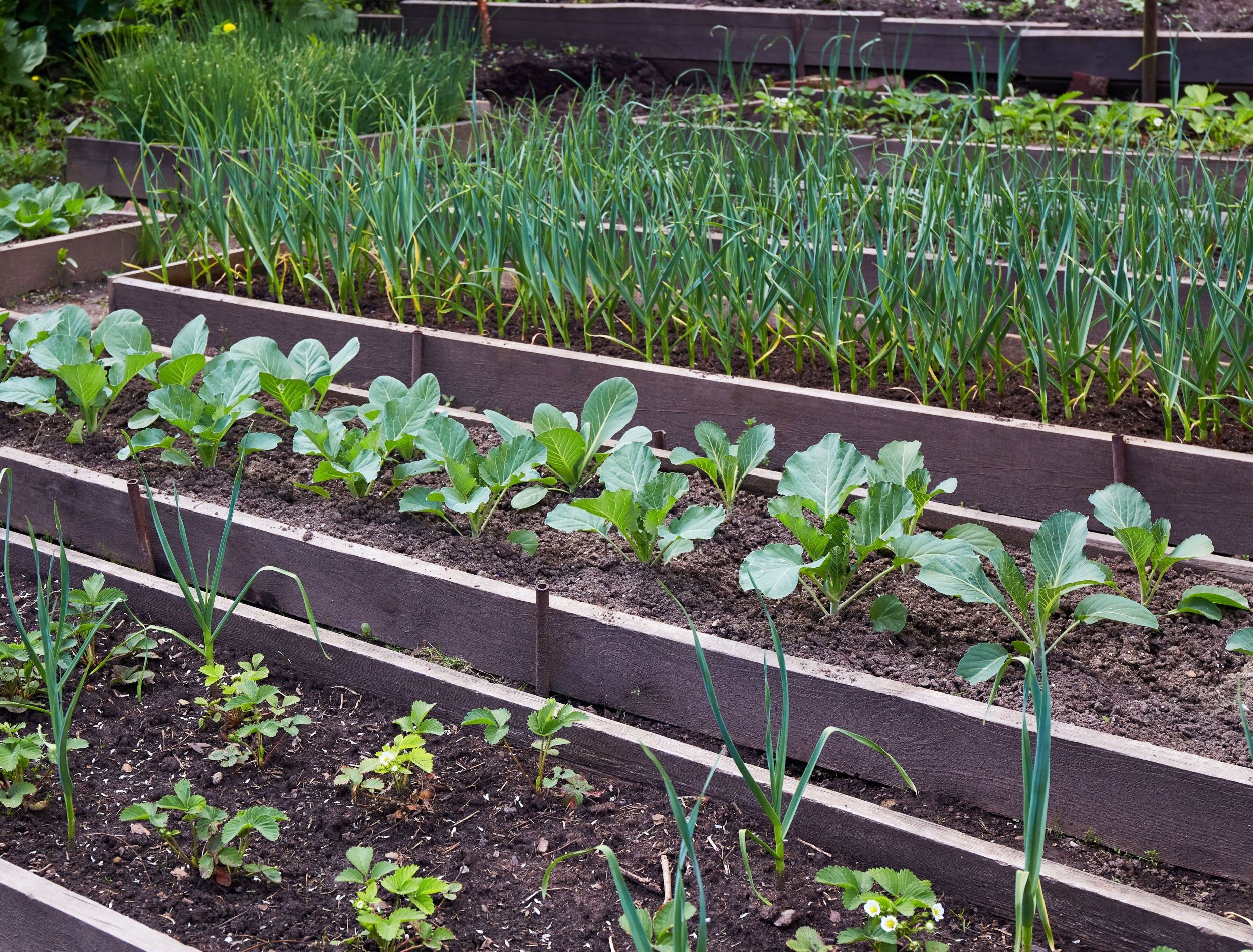 Organic vegetable garden: strawberry beds, garlic, cabbage.