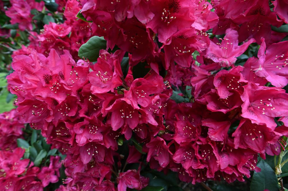 Great Laurel Rhododendron