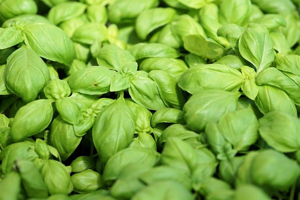 a bunch of basil leaves