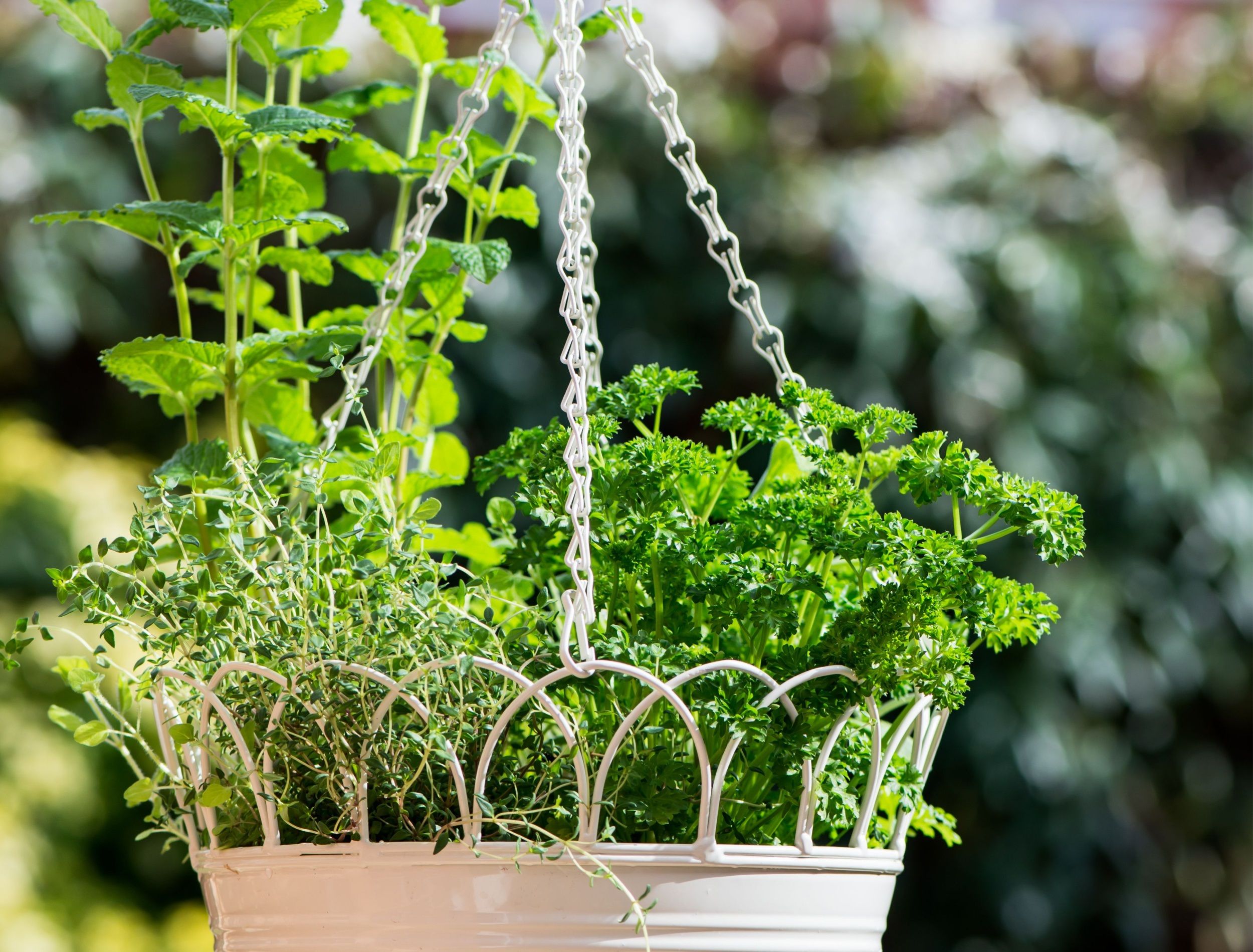 Fresh Herbs in Hanging Outdoor Basket. Contains the following Parsley, Marjoram, Sage, Thyme, and Mint
