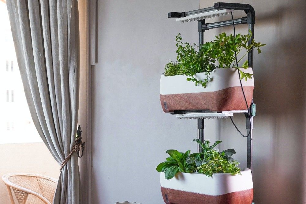 hydroponic garden growing indoors
