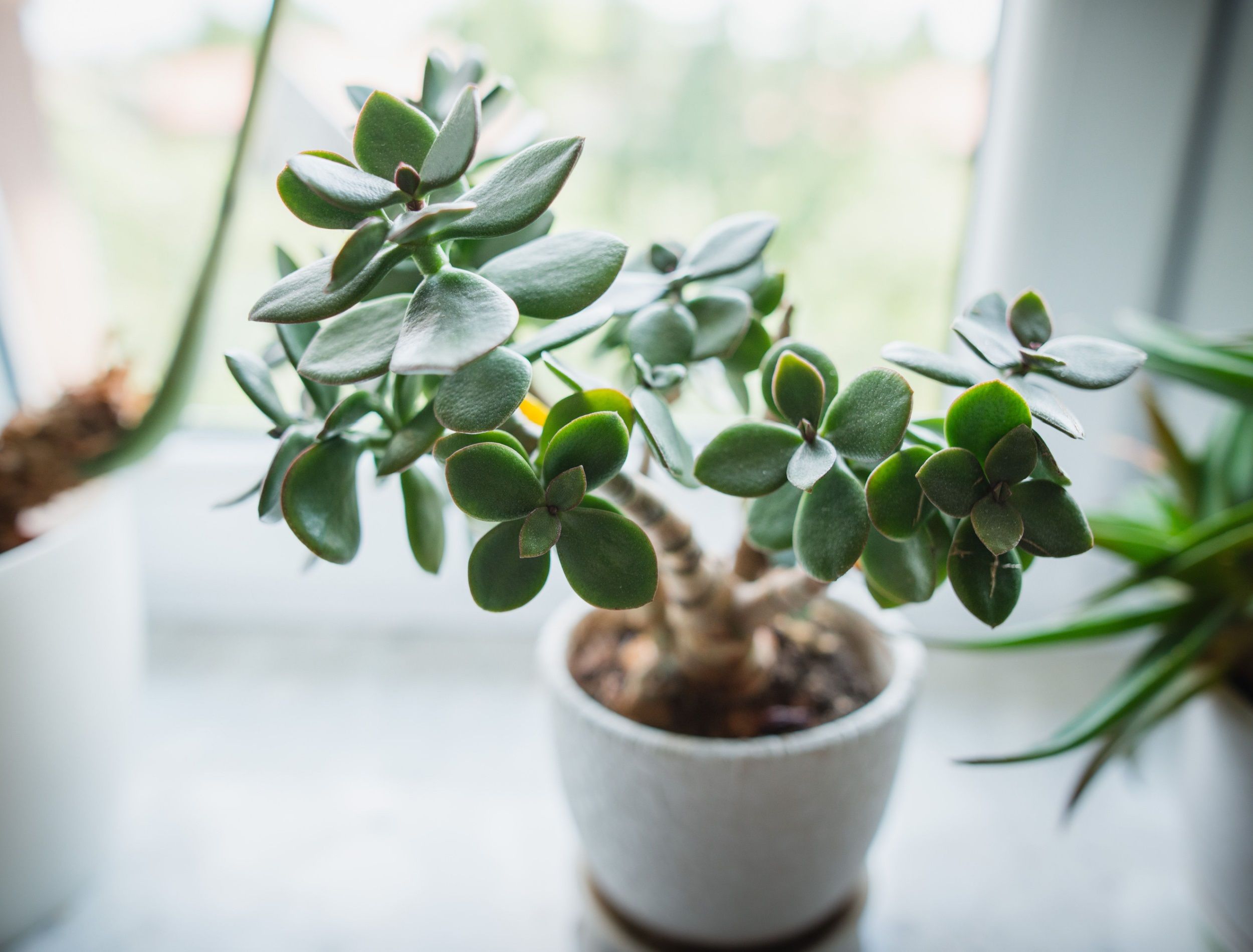 7 Benefits of Having a Jade Plant in Your Home