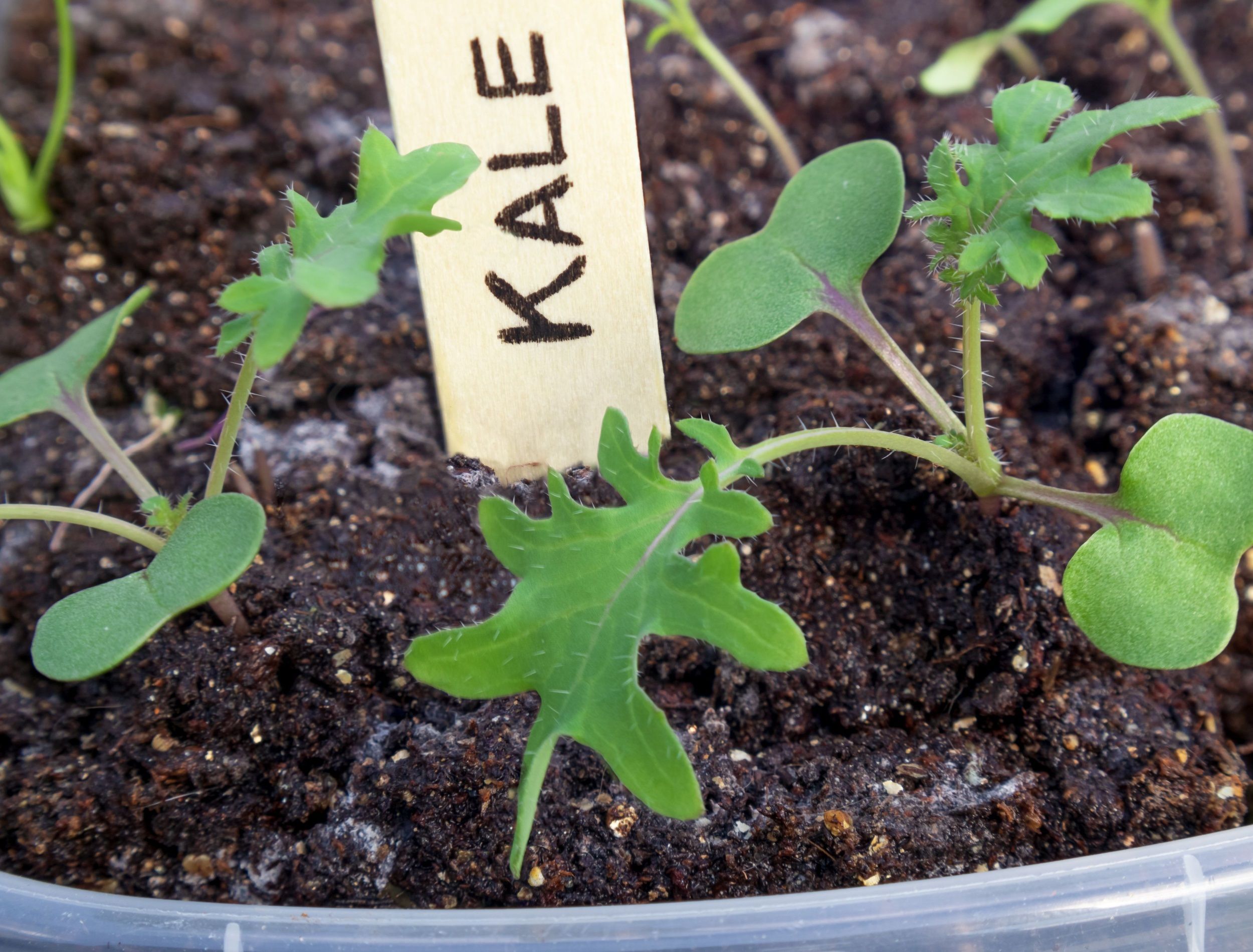 Kale seedlings in container with wooden name tag. Close up. Brassica oleracea or cruciferous vegetables. Red Russian Kale planted indoors. Soon ready to be transplanted. True leaves visible.