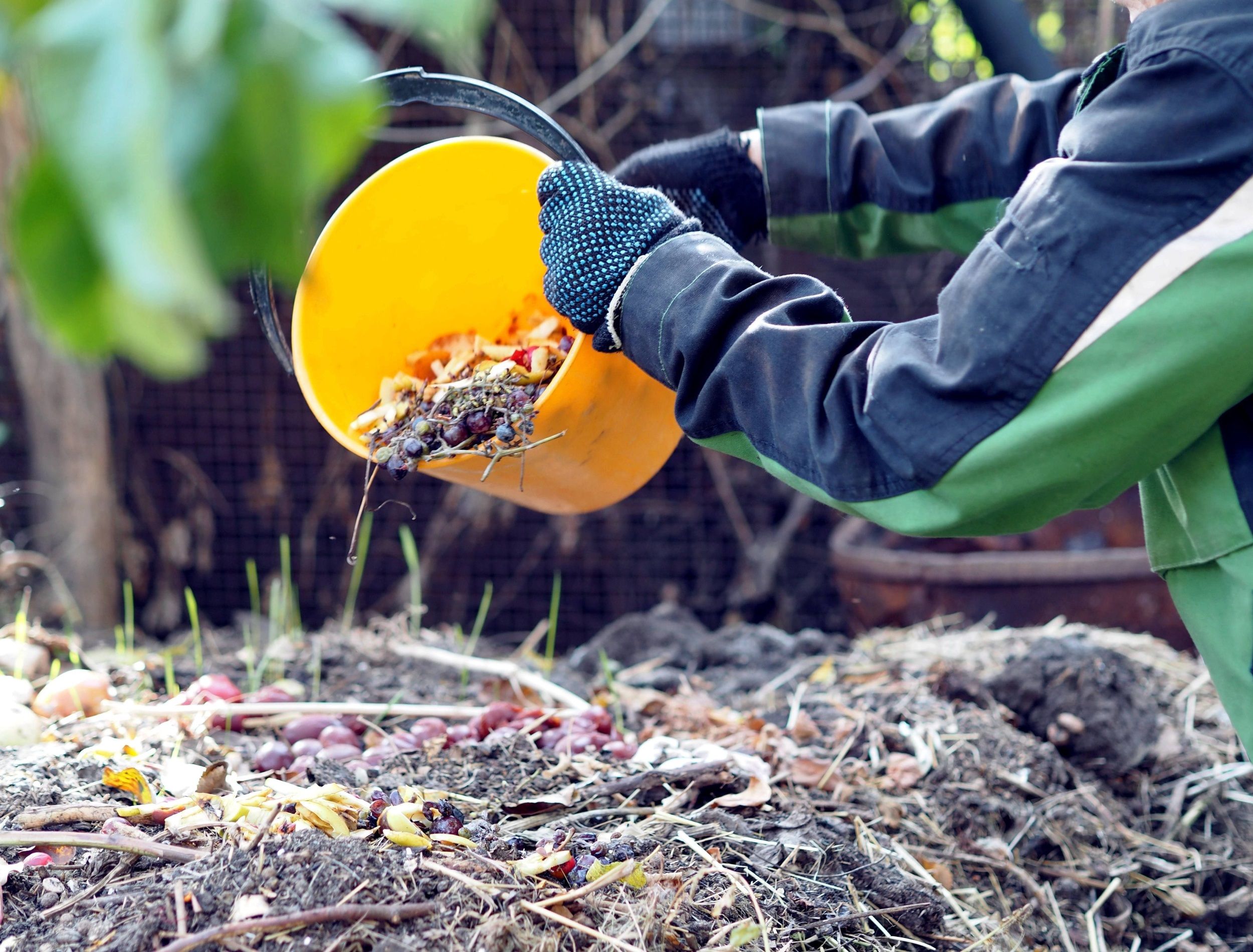 A woman throws kitchen waste from a bucket into a compost heap with layers of organic matter, old grass and soil. The concept of the preparation of limited ecological fertilizer.