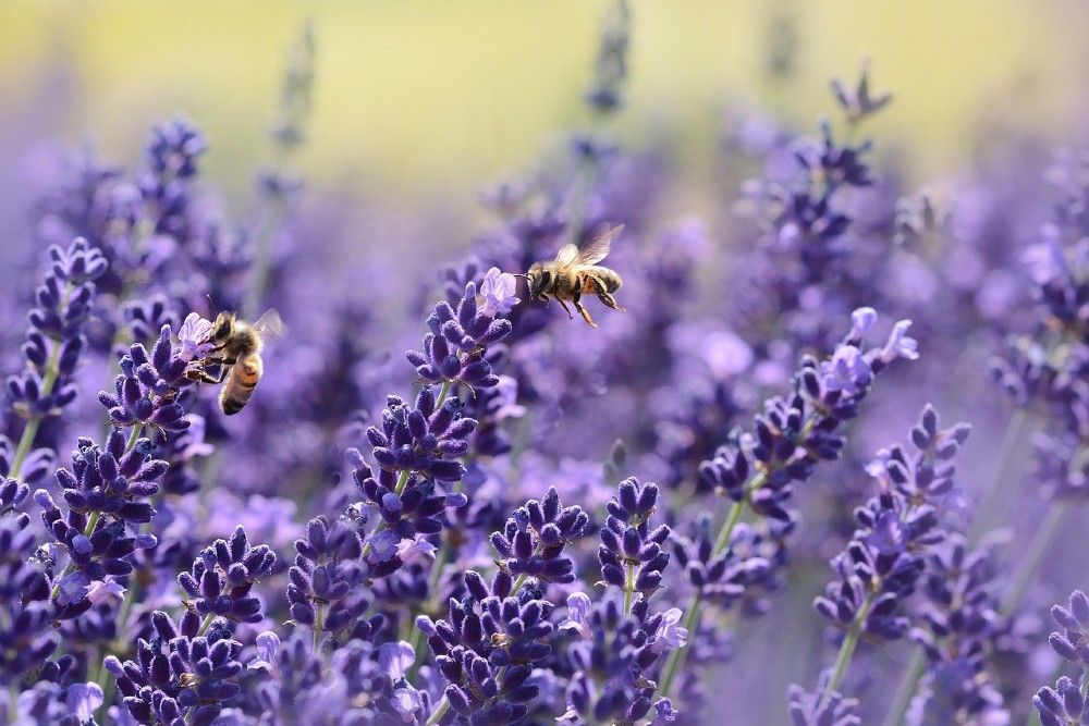 bees pollinating lavender
