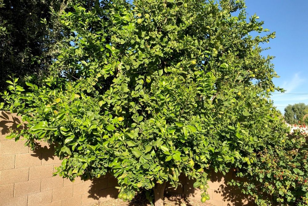 Lemon tree green fruit before picking and pruning 