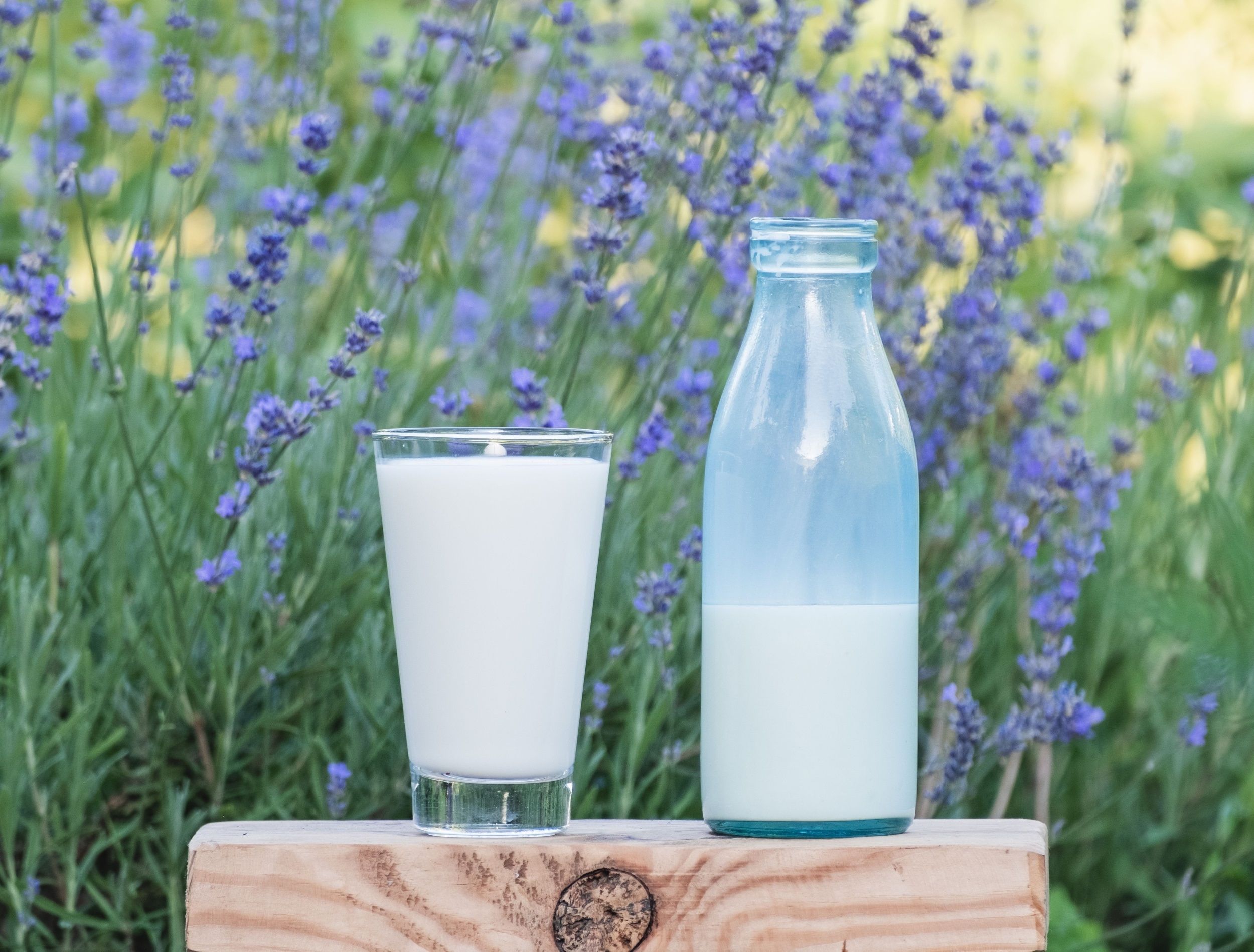 3 Surprising Ways to Use Milk for Your Plants