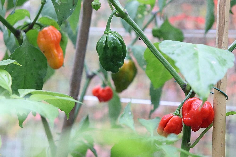 peppers in greenhouse